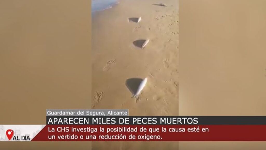 Aparecen miles de peces muertos en Guardamar