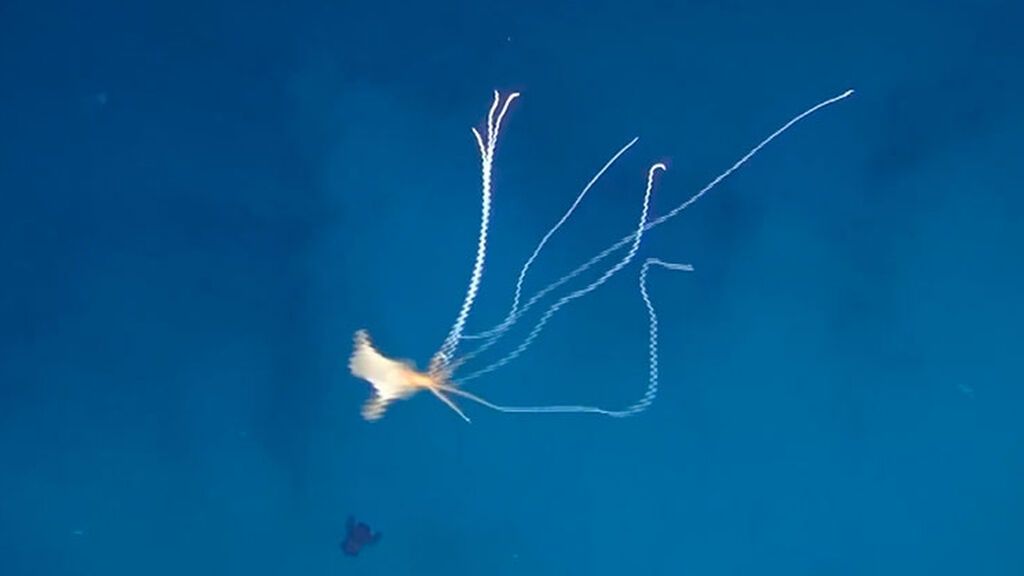 El extraño ser marino que recuerda a ‘La guerra de los mundos’