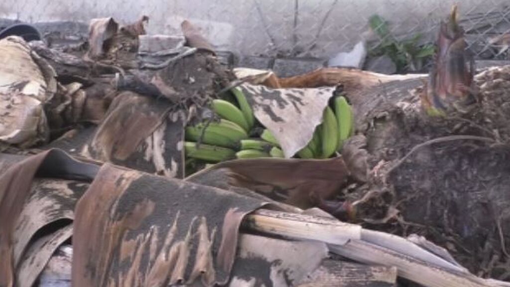 Medidas urgentes para salvar los plátanos: "Si pasa un mes sin regar, lo perdemos todo"