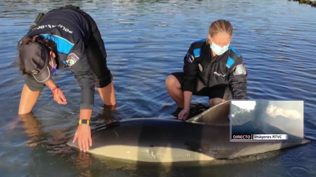 Salvan a dos delfines varados en una playa de O Grove
