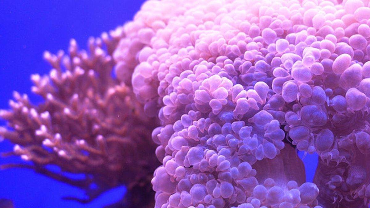 El 14% de coral en el mundo desapareció entre 2009 y 2018 El 14% de coral en el mundo desapareció entre 2009 y 2018
