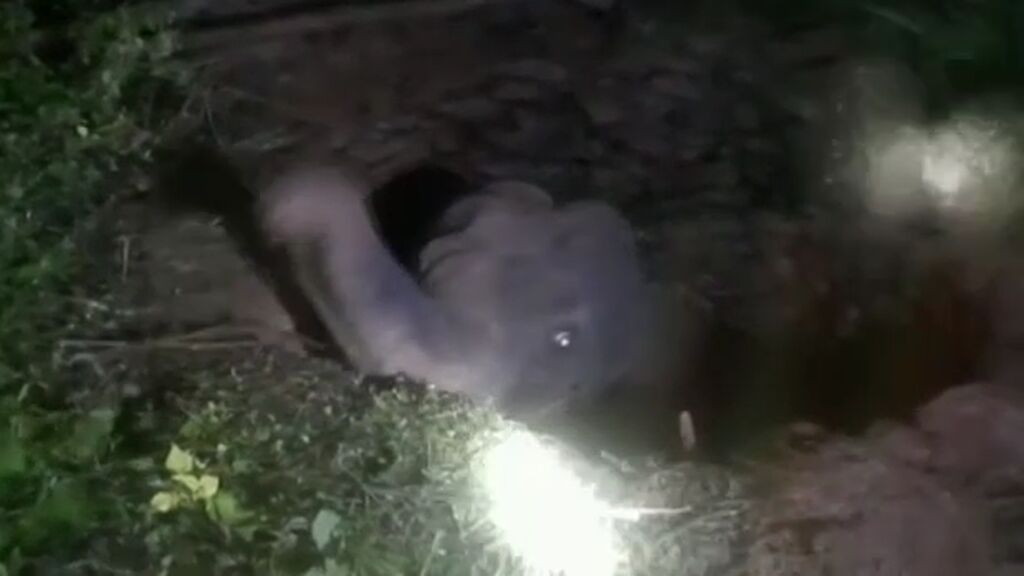 Las imágenes del duro rescate de una cría de elefante que cayó a un pozo en India