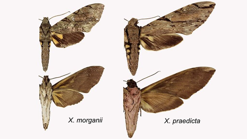 new-species-wallaces-moth-comparison-two-column.jpg.thumb.768.768