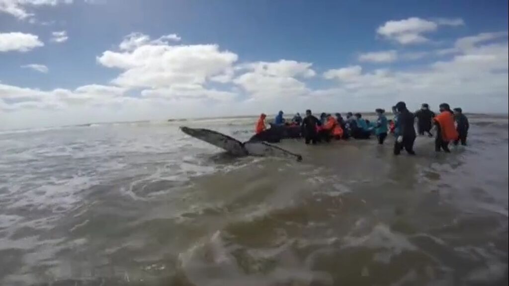 Decenas de personas devuelven al mar una inmensa ballena jorobada varada en Argentina
