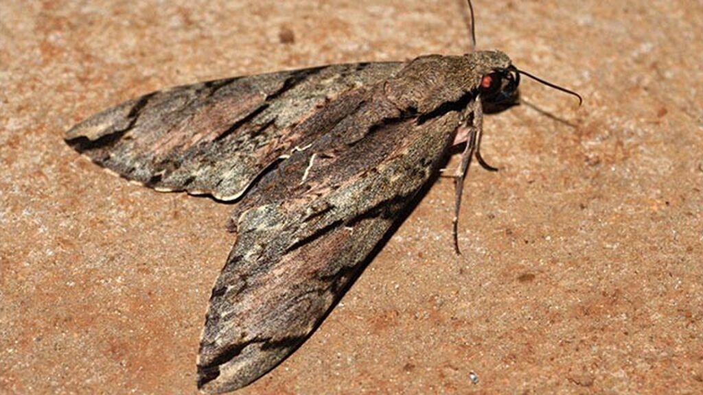 new-species-wallaces-moth-wild-two-column.jpg.thumb.768.768