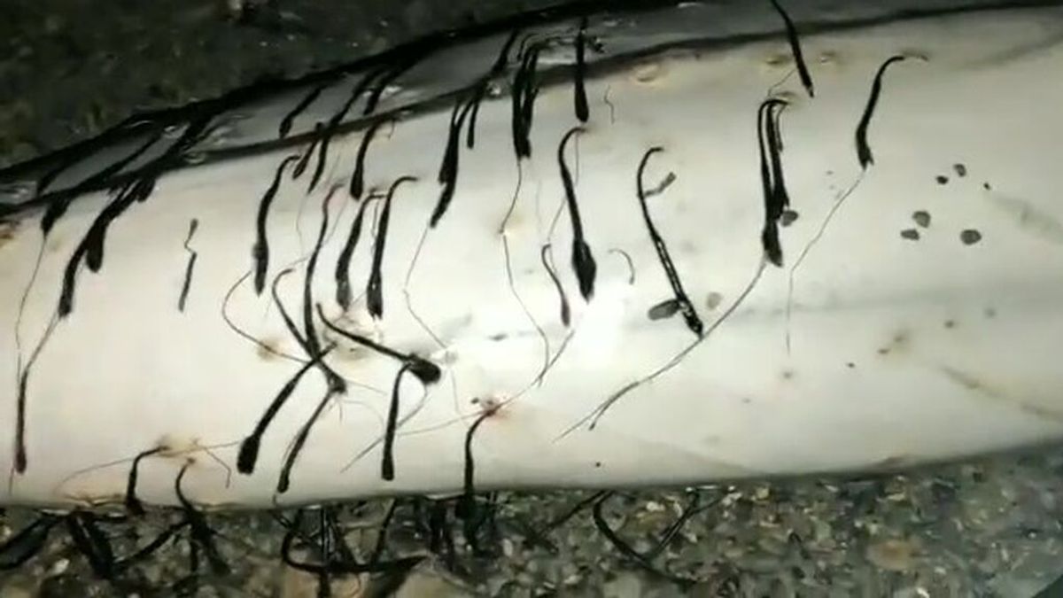 Aparece en Almería un delfín muerto totalmente cubierto de parásitos