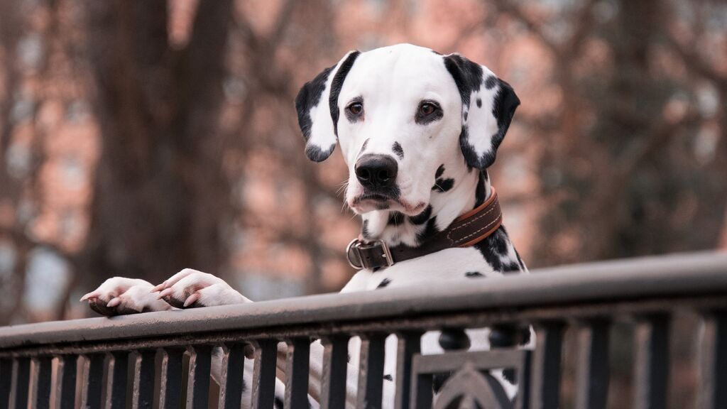 ¿Tienes perro o gato? Así te afecta la nueva ley sobre los animales en tu día a día