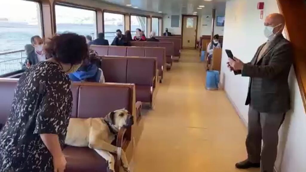 Boji se gana el amor de Estambul: un perro callejero viaja en metro, tranvía y ferry por la ciudad