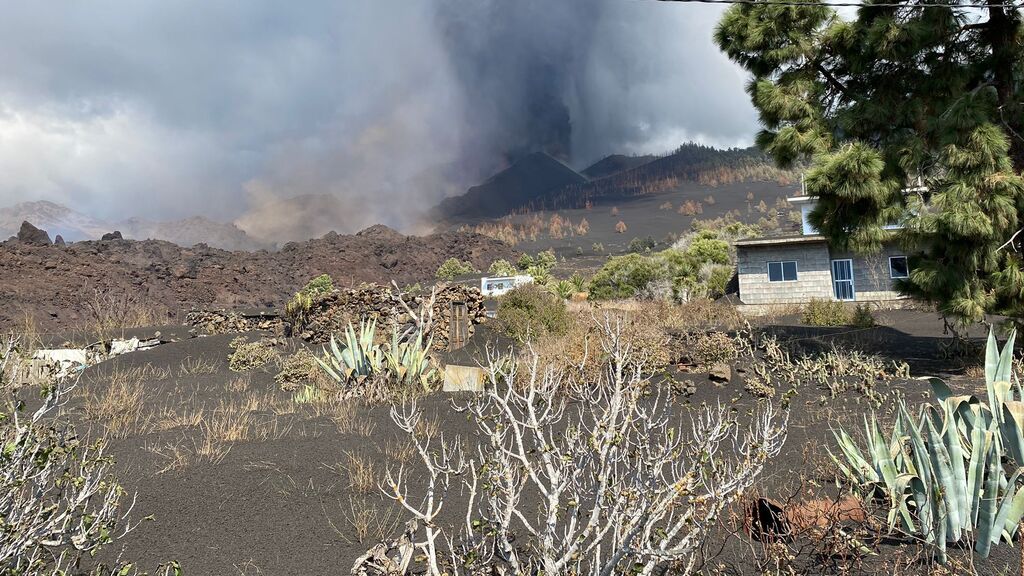 Los efectos del volcán sobre la flora