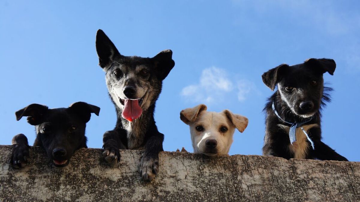 10 preguntas y respuestas sobre la nueva Ley de Protección Animal 10 preguntas y respuestas sobre la nueva Ley de Protección Animal