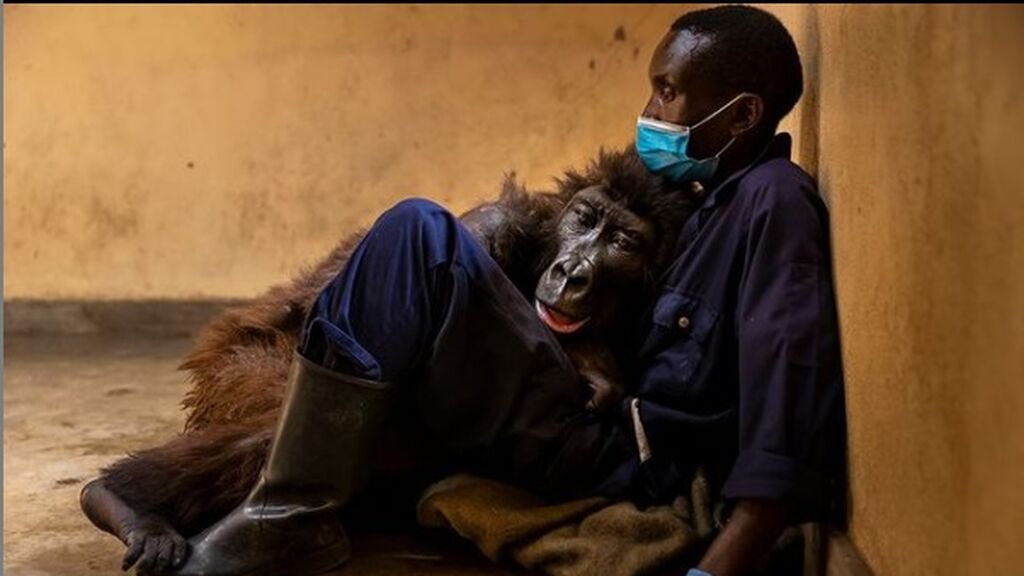 Amor hasta el final: una gorila muere en los brazos del cuidador que la rescató hace 14 años