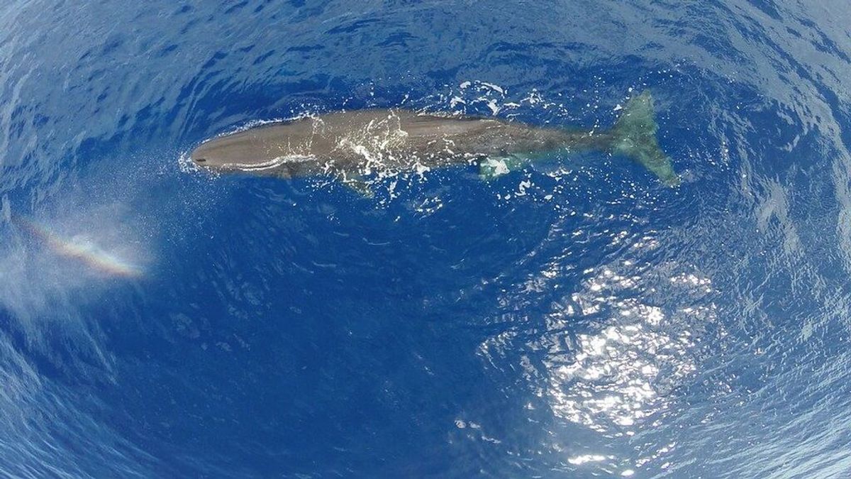 Un pescador tailandés encuentra "vómito de ballena" valorizado en más de 860.000 euros