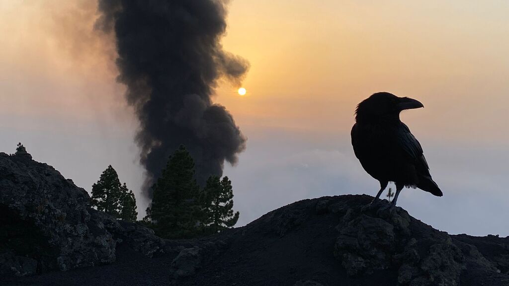 La biodiversidad se adapta al volcán: "Ya hay lagartos sobre la lava y búhos cazando roedores a escasos metros"