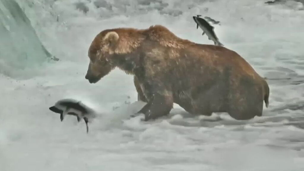 Otis, el macho nombrado ganador de "la semana del oso gordo" de Alaska