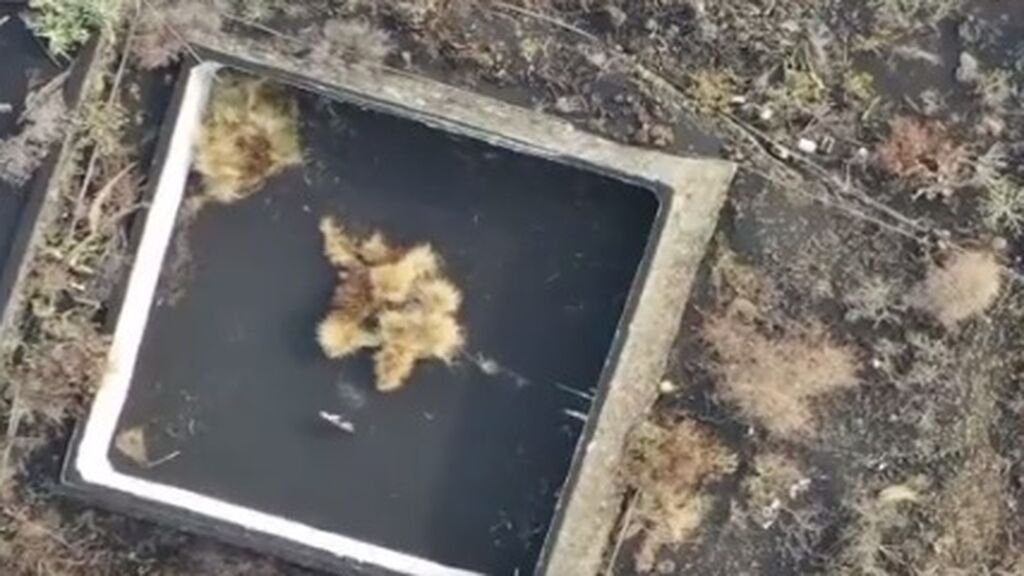 Un gato, atrapado en un estanque rodeado de lava en La Palma: piden ayuda para rescatarlo