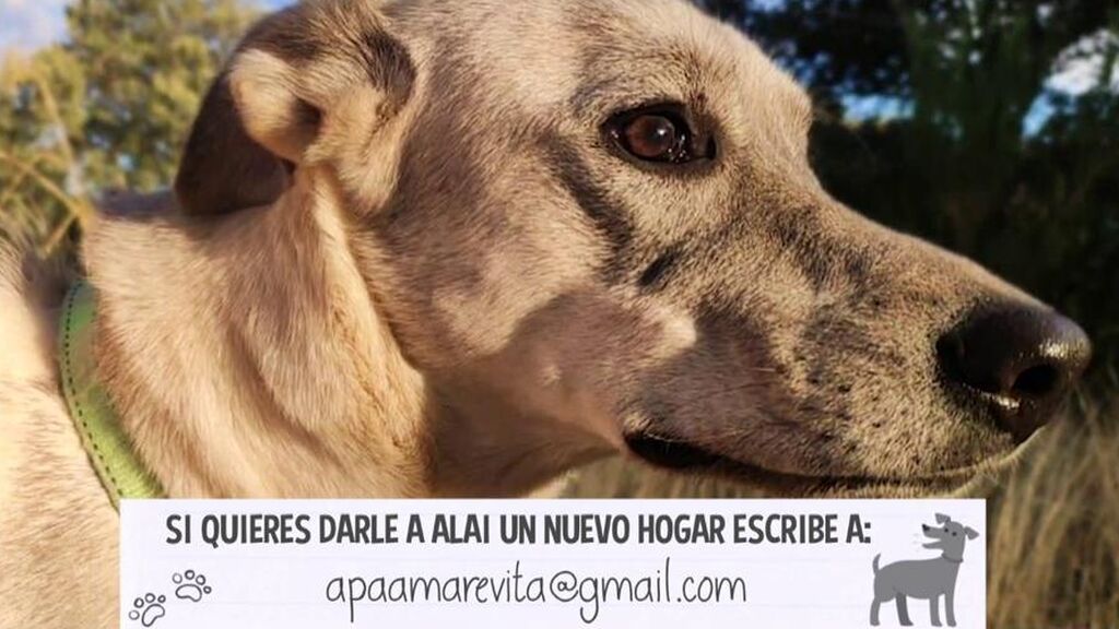 Alain, tras una vida encerrada, necesita un nuevo hogar donde ser feliz