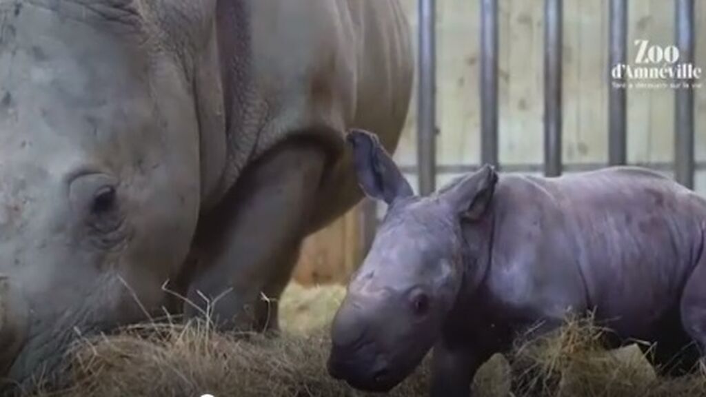 Mosl, la incansable cría de rinoceronte que revoluciona el zoo francés de Amneville
