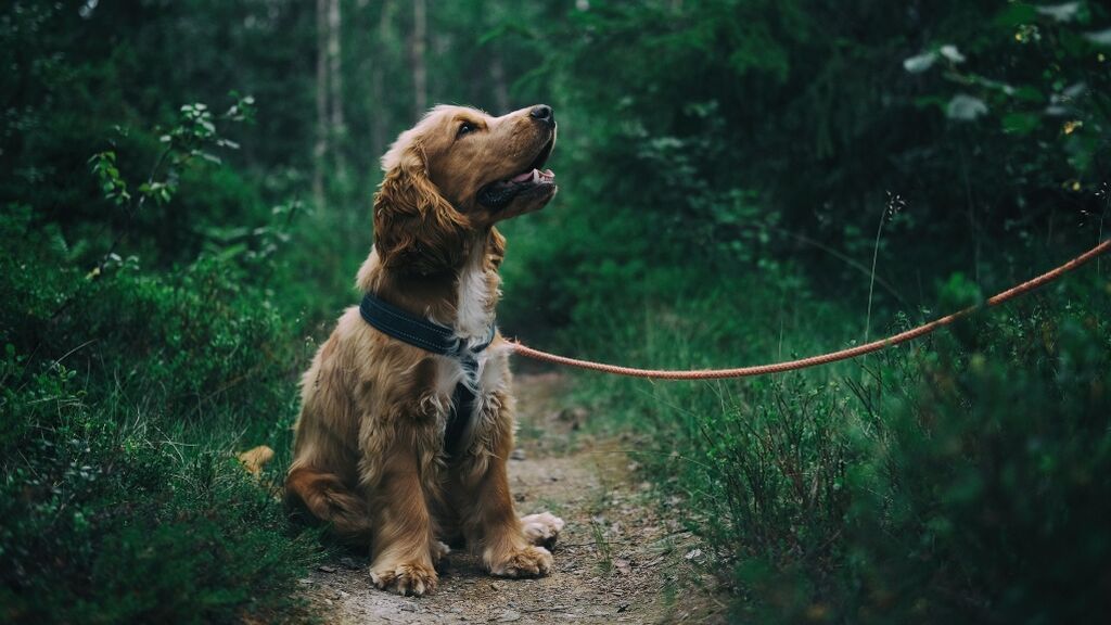 El anteproyecto de la ley de Protección y Derecho de los animales