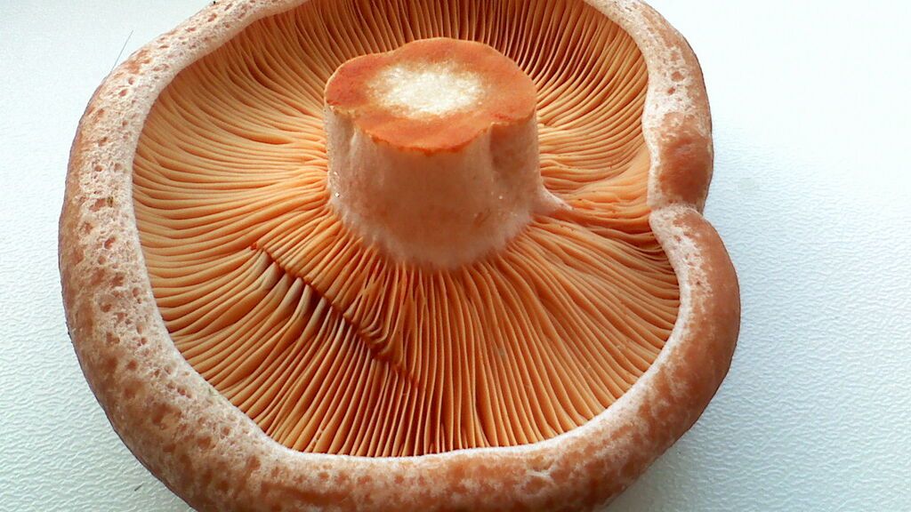 Lactarius_deliciosus102508