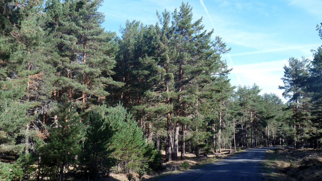 Pinar,_Peguerinos