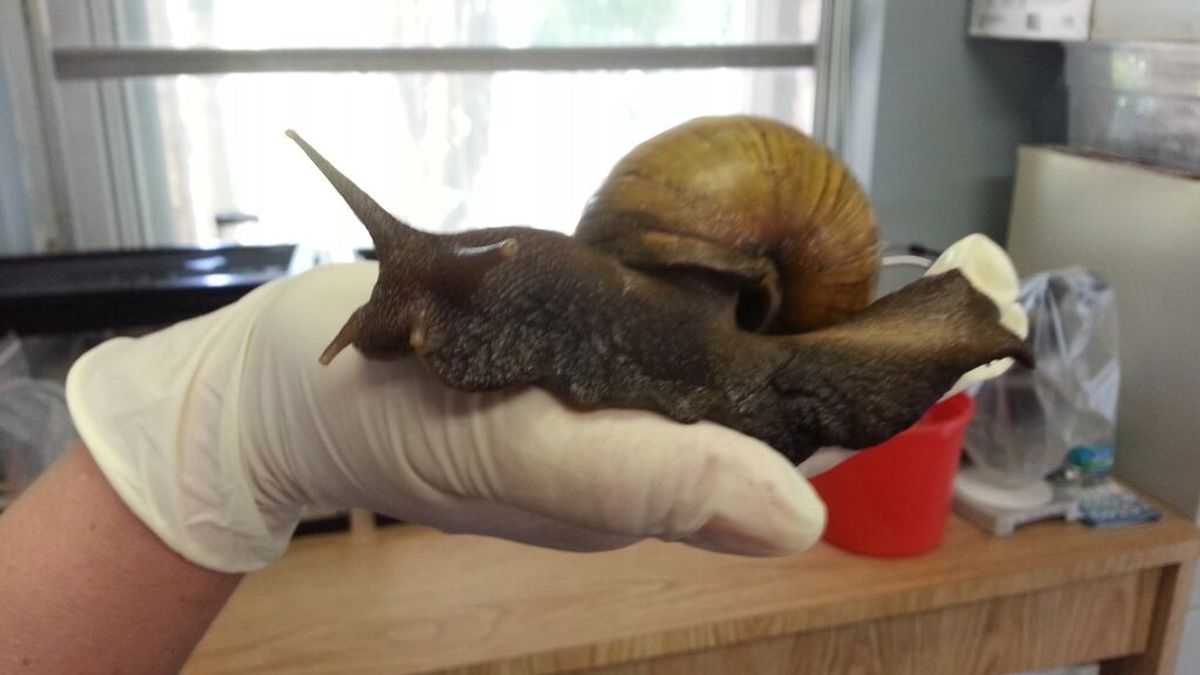 Una especie invasora de caracol gigante está devorando casas en Florida