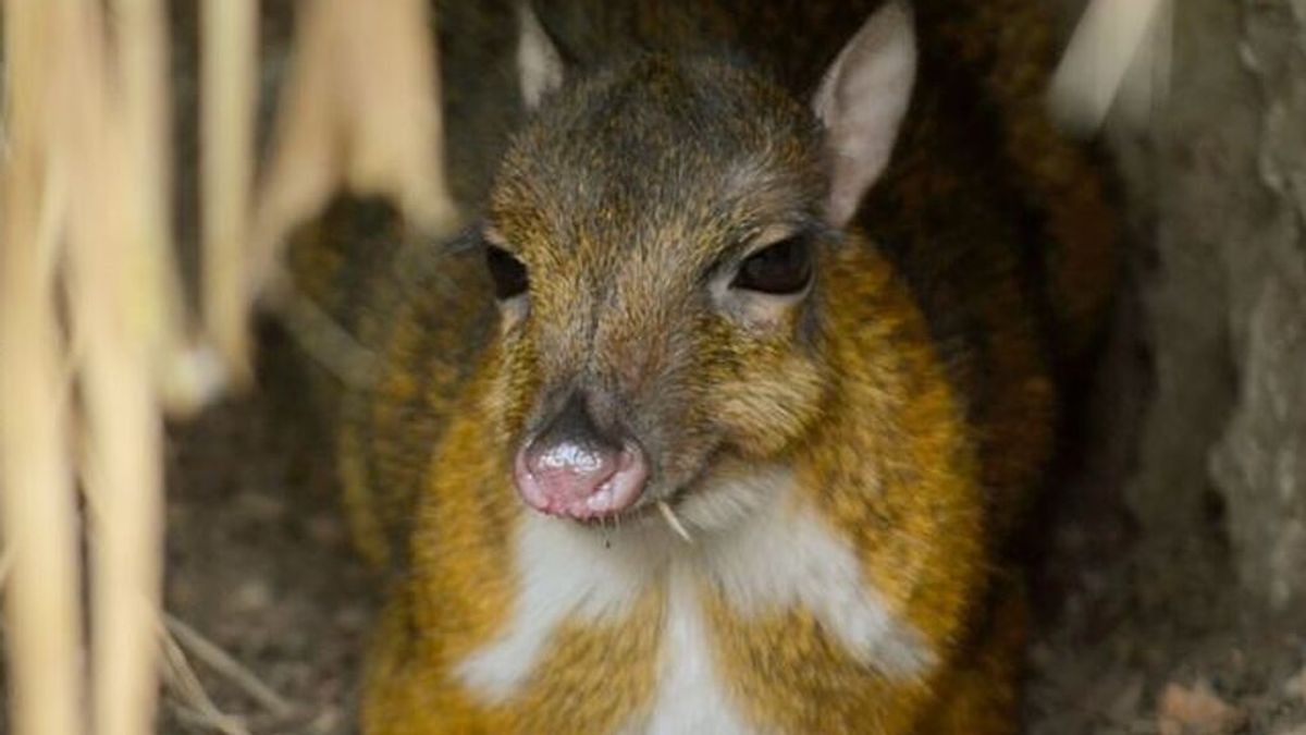 Nace un ciervo ratón del tamaño de un móvil en el Bioparc de Fuengirola