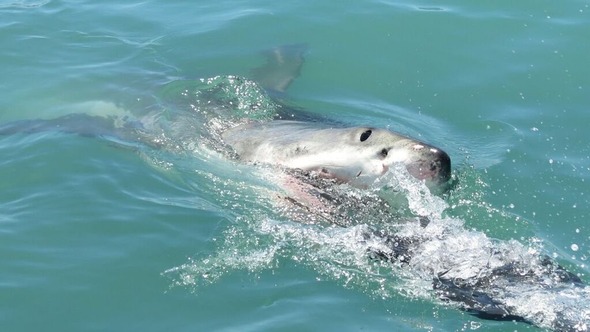Temen que un gran tiburón blanco esté por las costas británicas: un delfín ha sido atacado