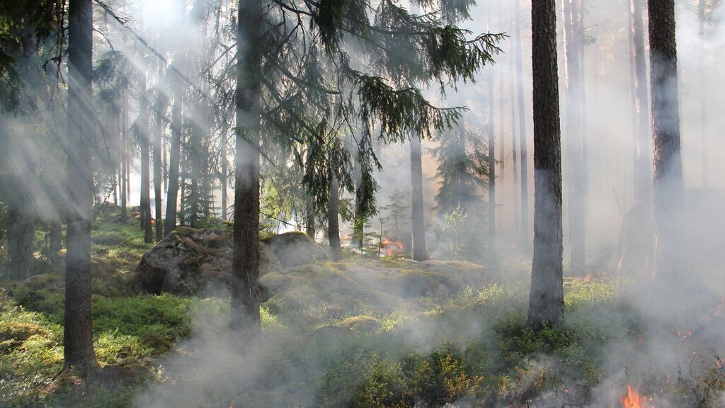 Cómo afectan los incendios forestales y su contaminación en la pérdida de vidas humanas