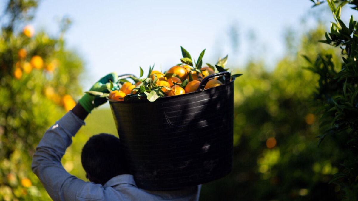 El TUE da la razón a un agricultor murciano frente al rey de Marruecos por una variedad de mandarina El TUE da la razón a un agricultor murciano frente al rey de Marruecos por una variedad de mandarina