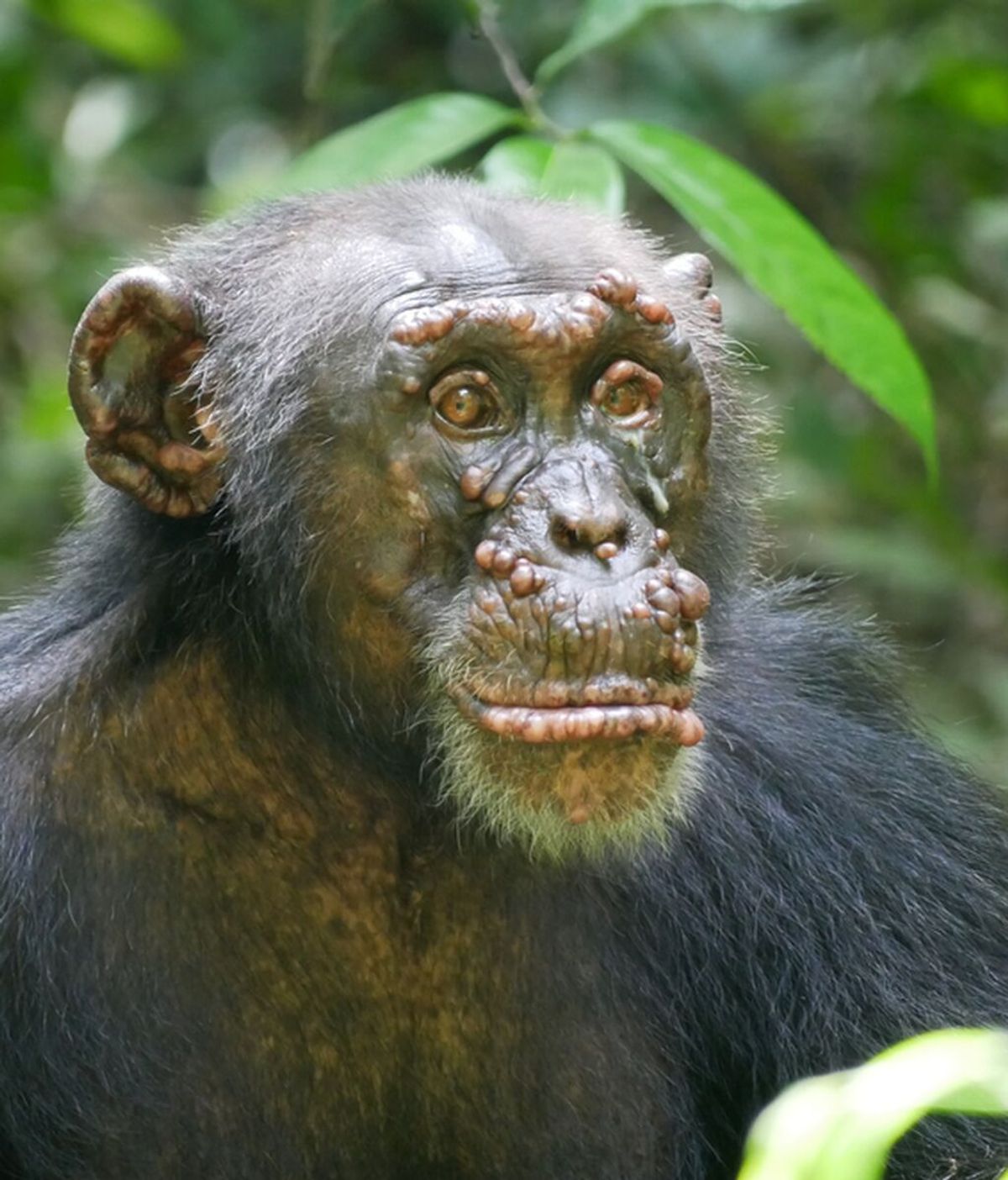 Poblaciones de chimpancés en África se están contagiando de lepra, y los científicos están desconcertados