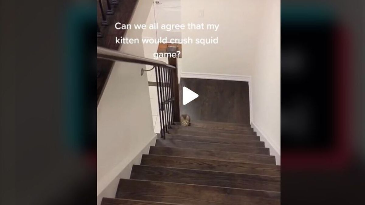 Se vuelve viral un gato que juega al estilo del 'El juego del calamar'