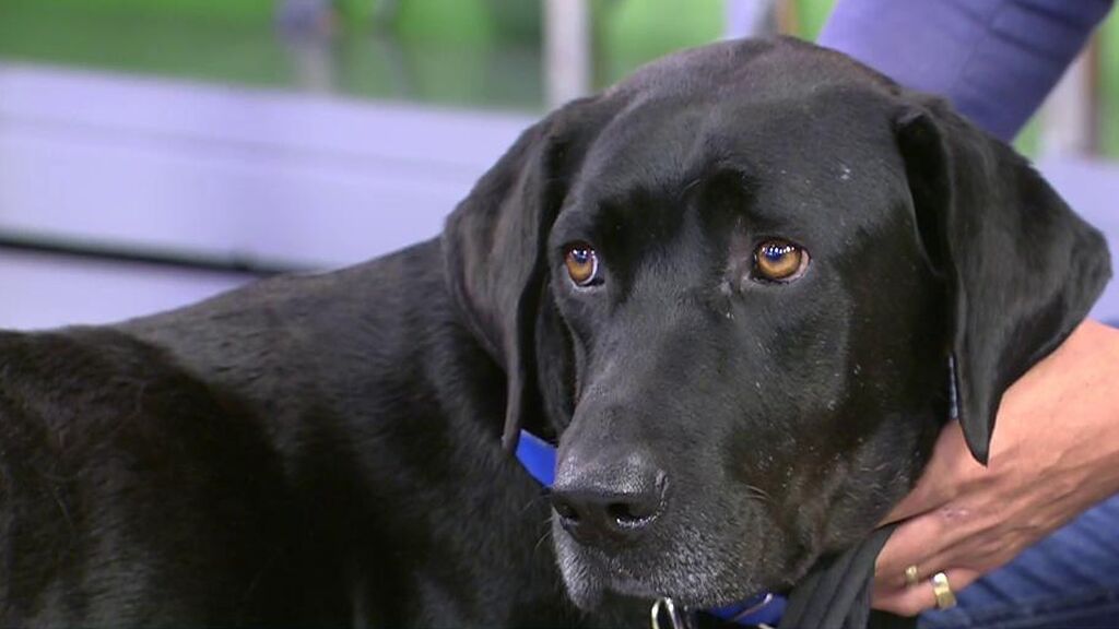 Thor busca un nuevo hogar y se mete en el bolsillo a todos en 'Sálvame'