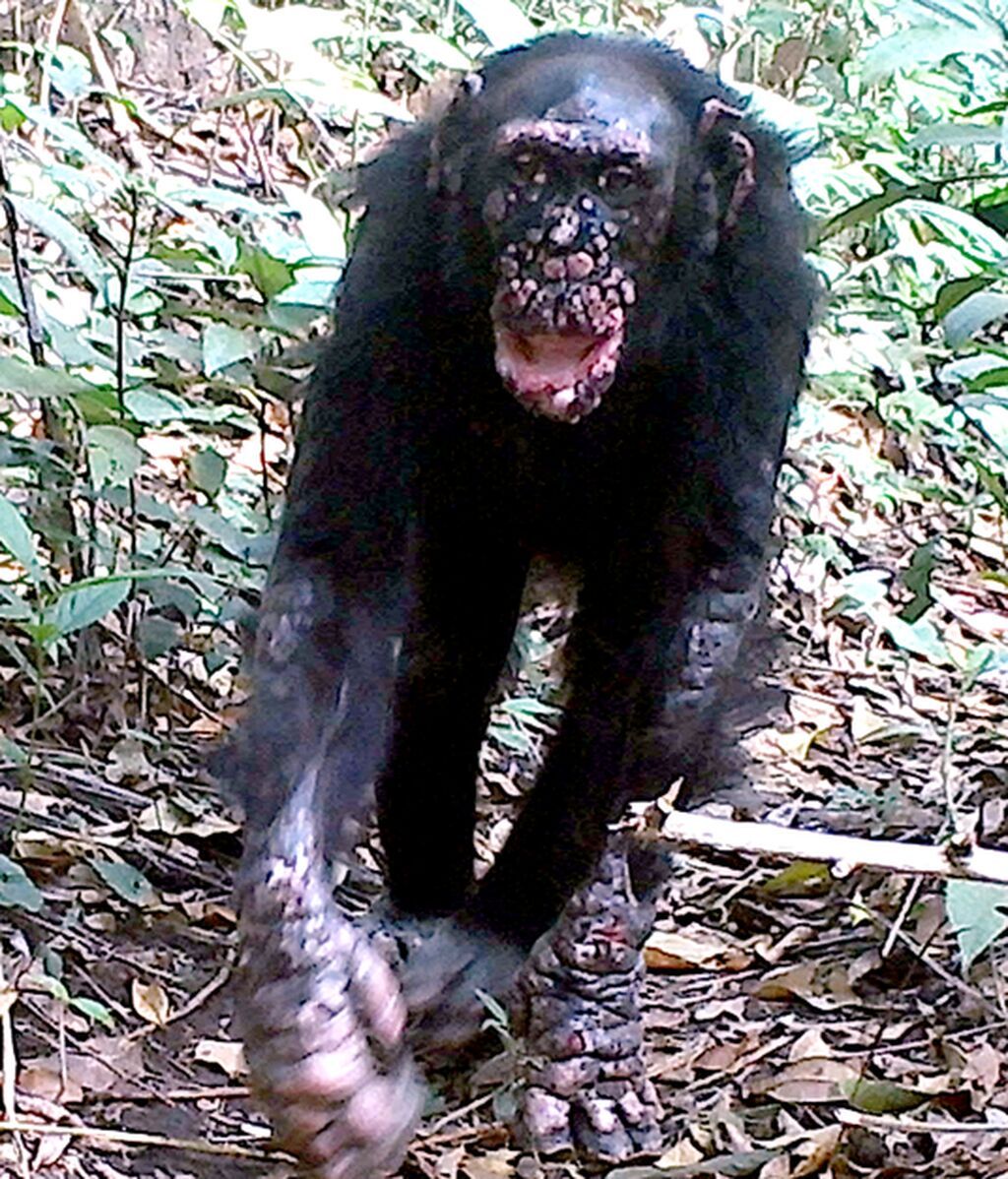 Low-Res_A chimpanzee named Brinkos with leprosy in Guinea-Bissau. Credit Cantanhez Chimpanzee Project, Elena Bersacola, Marina Ramon (1).png