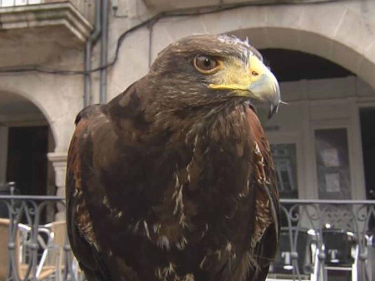 Pitu, el águila que ayuda a los hosteleros de Ourense a espantar a las  palomas - NIUS