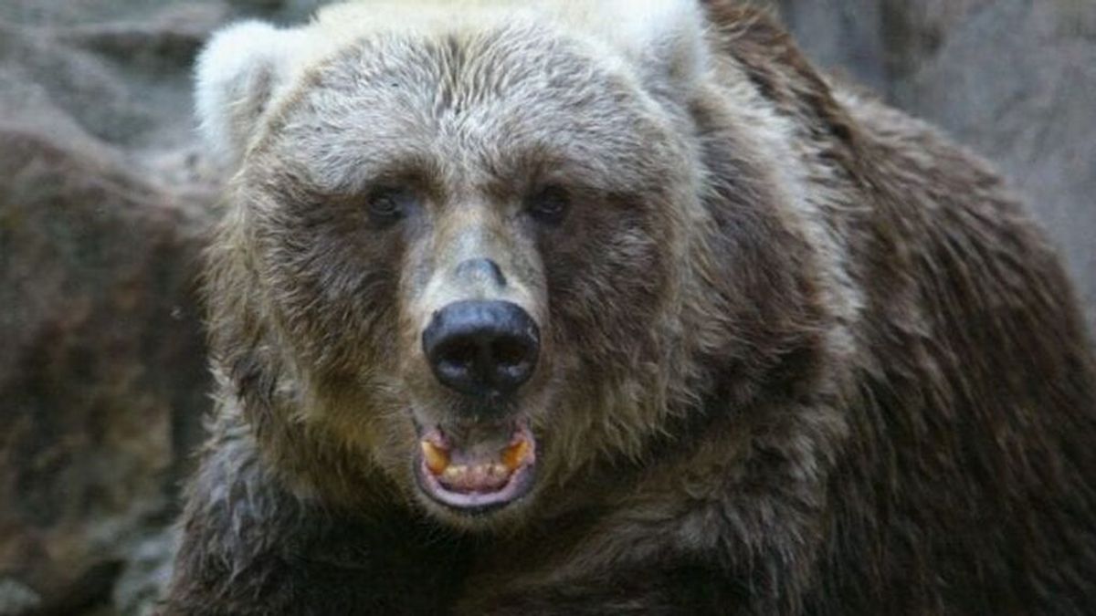 Captan el momento en que un oso ataca a la asistente de su domador en un circo ruso