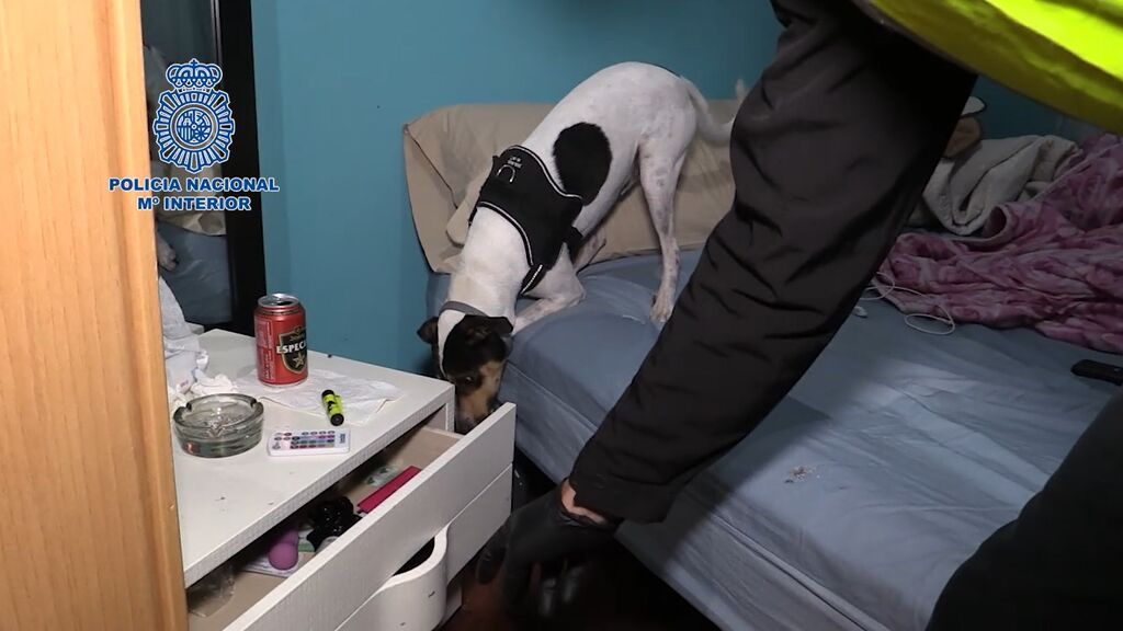 perro policia