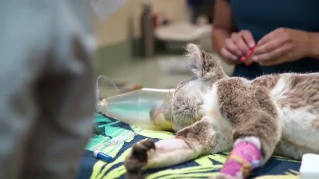 La vacuna contra la clamidia será clave para salvar a los koalas de la extinción