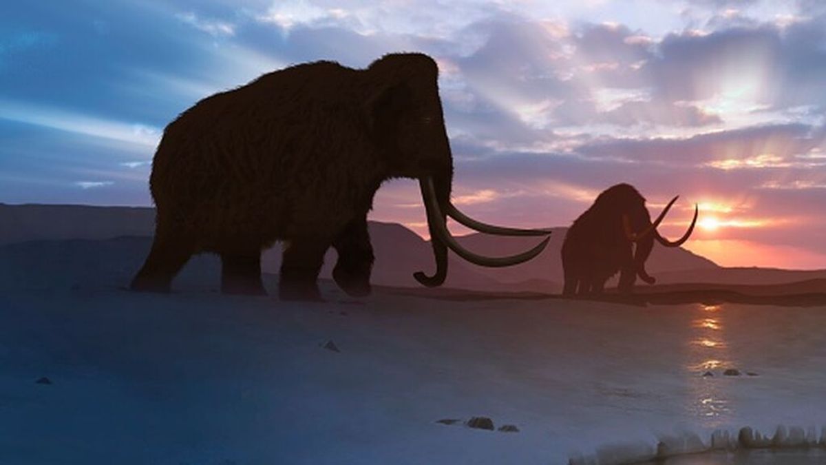 El loco proyecto para resucitar al extinto mamut en seis años y cómo salvaría el Ártico