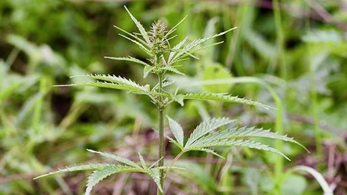 EuropaPress_4015153_imagen_archivo_planta_salvaje_cannabis_fotografiada_medio_prado_provincia EuropaPress_4015153_imagen_archivo_planta_salvaje_cannabis_fotografiada_medio_prado_provincia