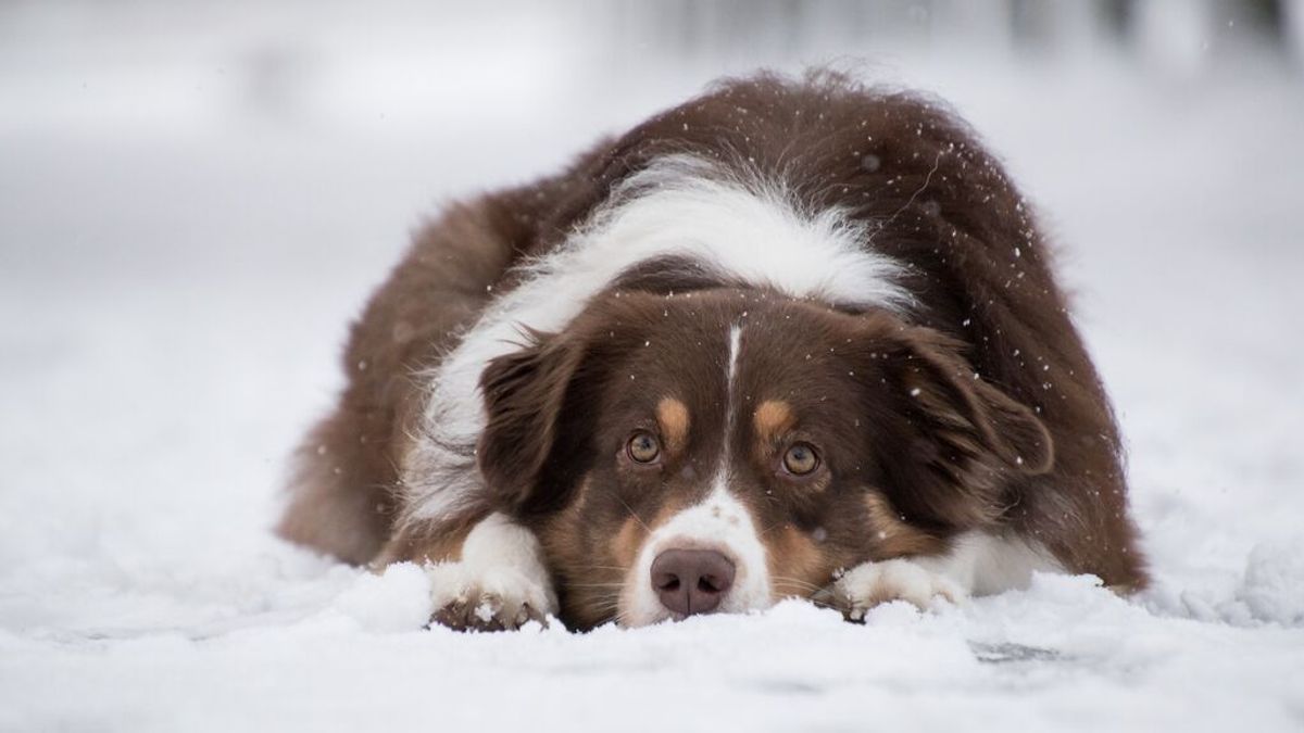 Frío y mascotas: ¿qué temperatura puede aguantar un perro?