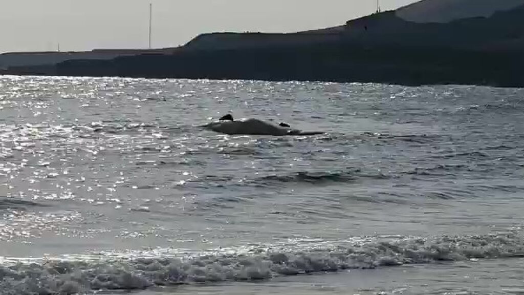 Aparece una ballena muerta en Ojos de Garza, Gran Canaria