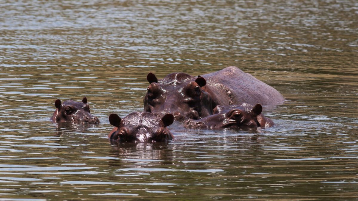 Colombia busca soluciones para castrar y controlar la natalidad de los hipopótamos de Pablo Escobar