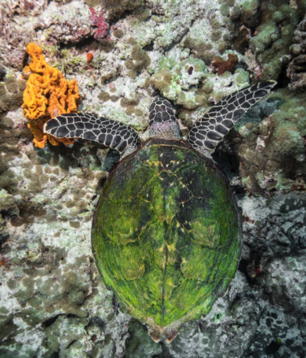 Los pescadores se preocupan por la captura accidental de tortugas