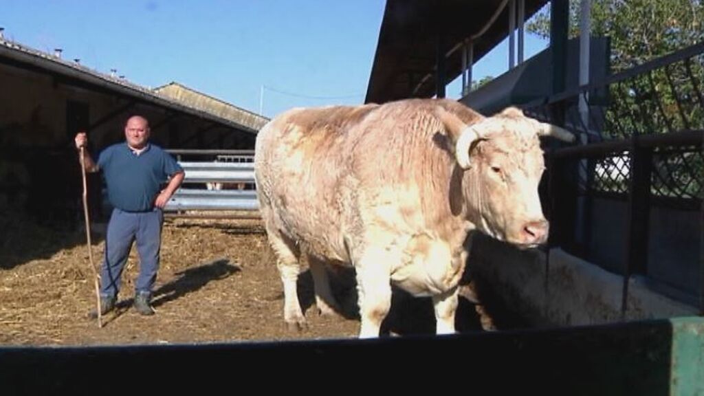 Erralde, el buey de 1.950 kilos que engordan para un récord de carniceros