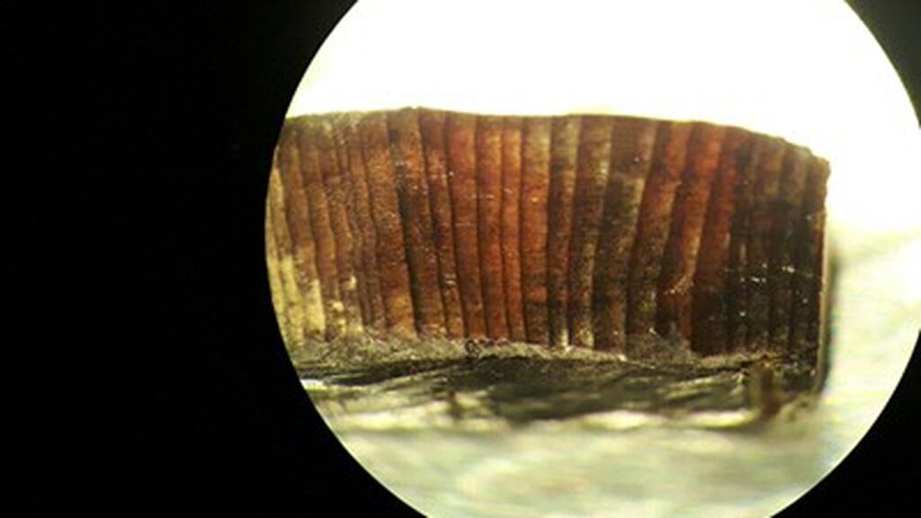 1020-wood-microscope