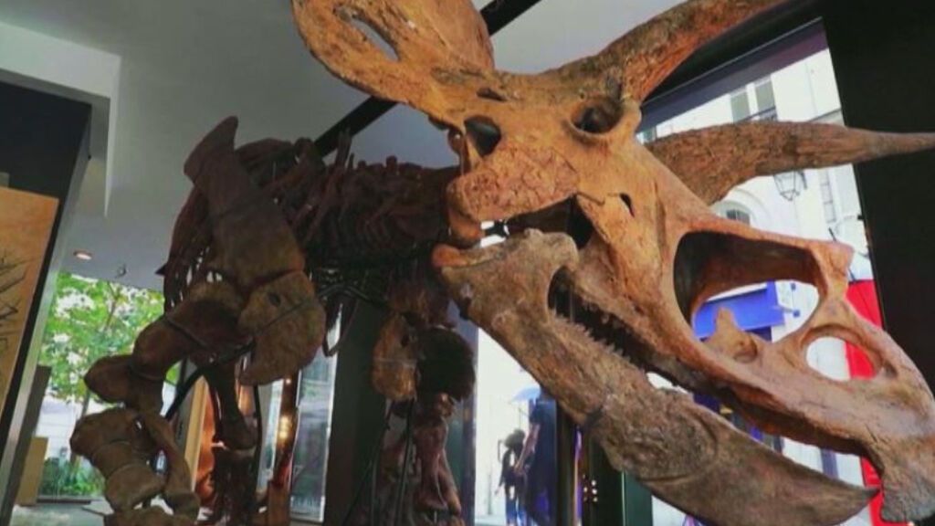 Sale a subasta el esqueleto de Big John, el triceratops más grande que se ha descubierto