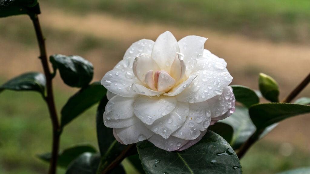 Camelia en el Pazo Rubianes