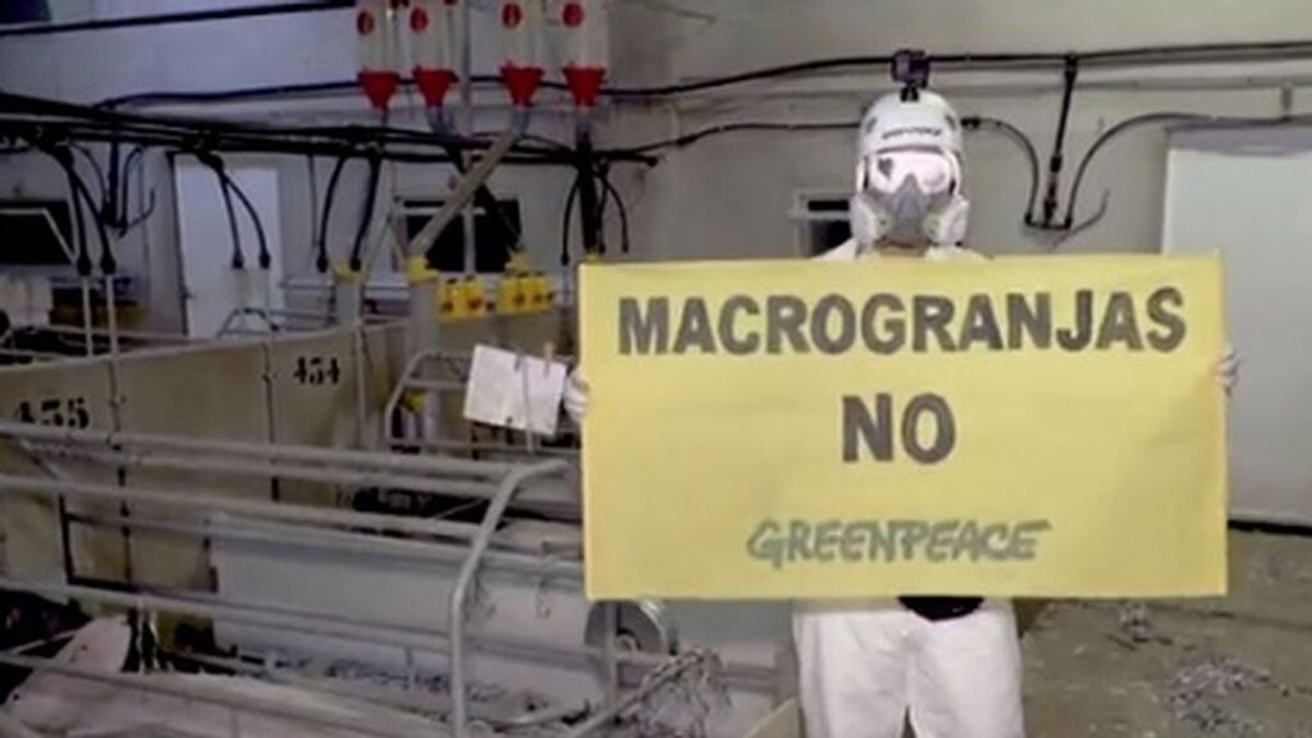 Greenpeace, contra las macrogranjas: denuncia el maltrato que reciben los cerdos en una explotación de Granada