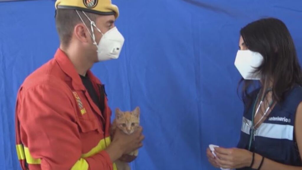 El cabo Juan Carlos Núñez adopta a Laguna, el gato al que salvó entre las cenizas del volcán