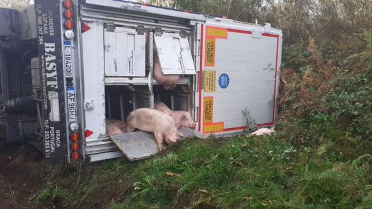 Casi una centena de cerdos muertos tras el vuelco de un camión que los transportaba